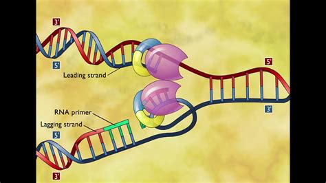 dna replication http www.youtube.com watch v onuspqg0jd0|youtube dna replication.